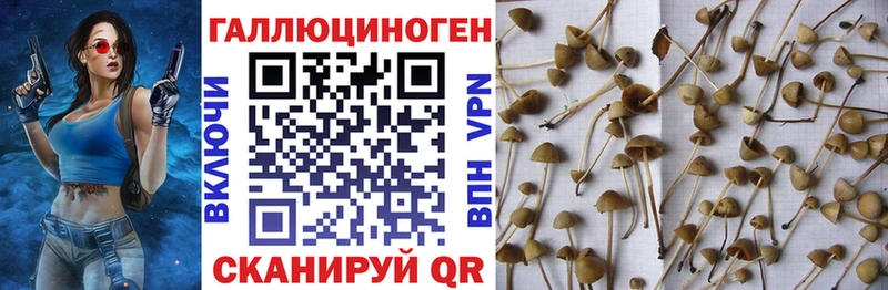 сайты даркнета какой сайт  Кирсанов  Галлюциногенные грибы Magic Shrooms 